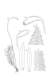 Image: R.C. Wagstaff © Landcare Research 2016 